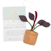 Plant Ornament Astrology Signs With Card