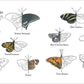 Nature Anatomy Activity Book
