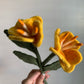 Prime Rose Flowers